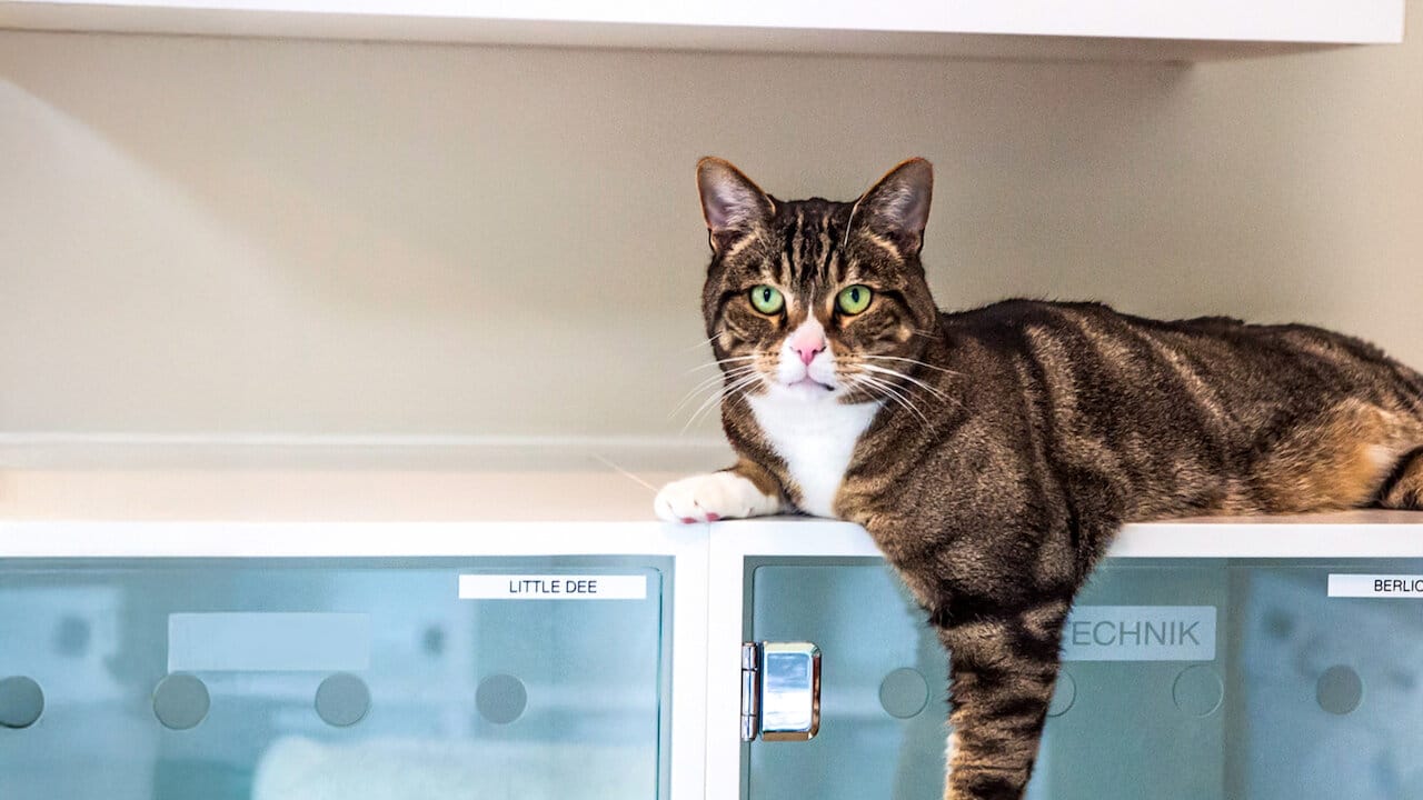 Inside the Pet Food Factory backdrop