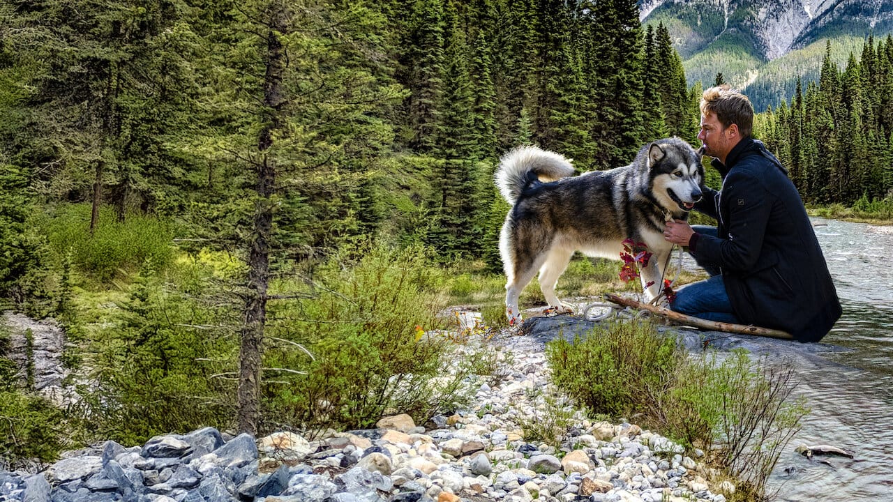 Against the Wild: The Journey Home backdrop