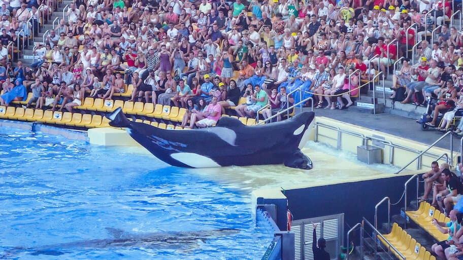 Blackfish - Netflix availability