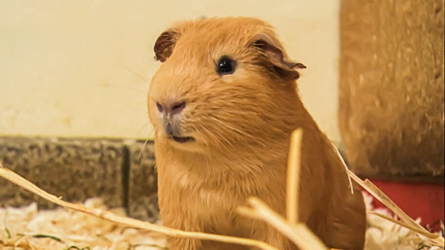 The Secret Lives of Guinea Pigs