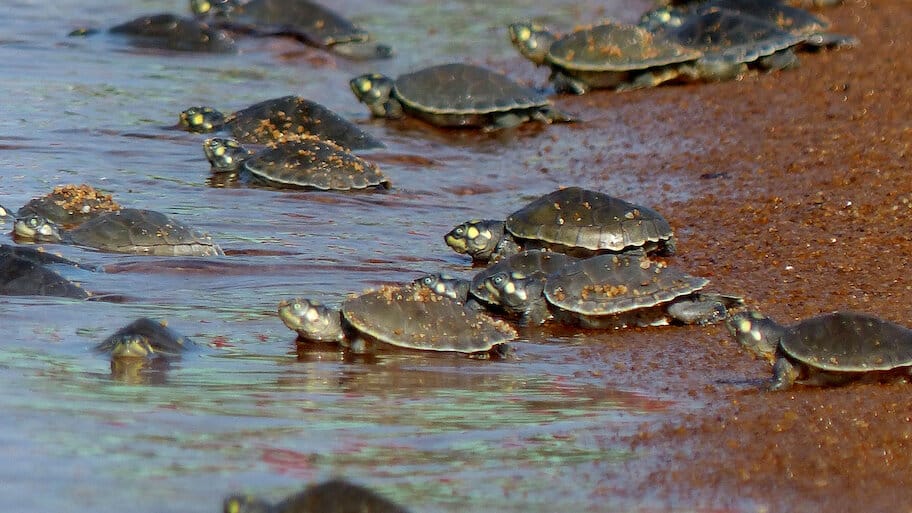 Turtle Hero backdrop