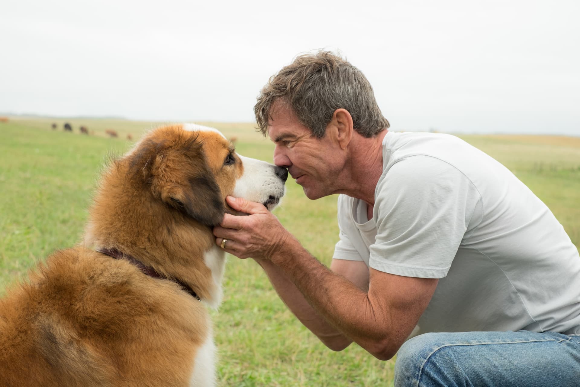 A Dog's Purpose - Netflix availability