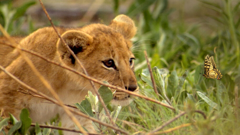 If I Were an Animal backdrop